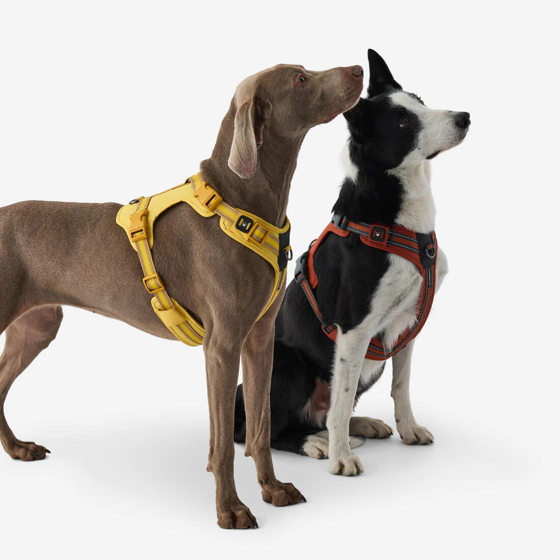 Arnés para perros terracota 500 - Image 11