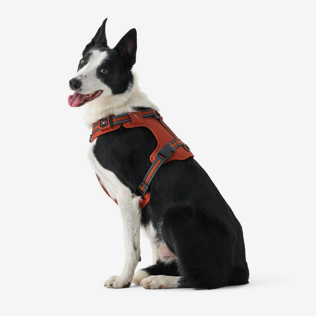 Arnés para perros terracota 500 - Image 6