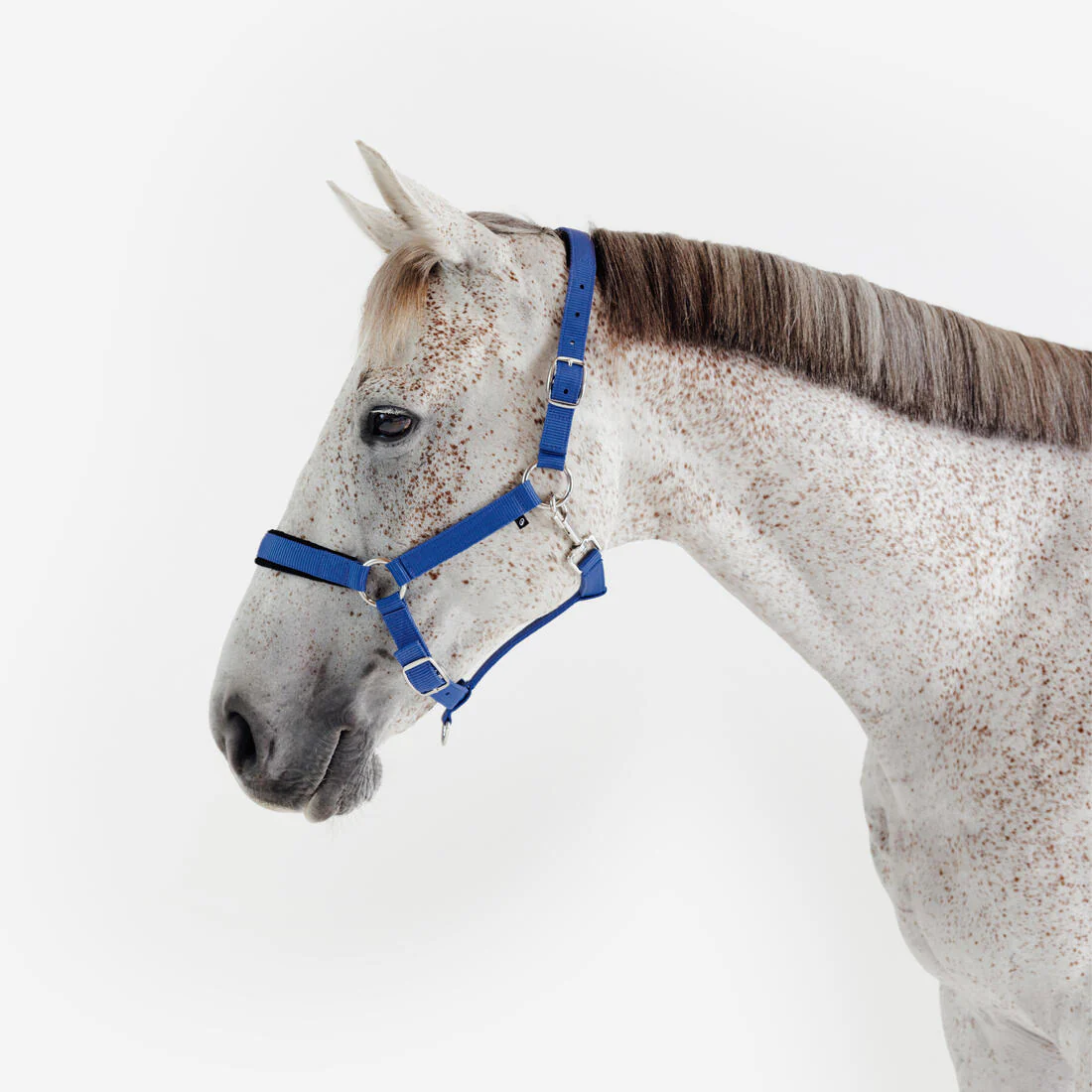 Cabezada de equitación de caballeriza para caballo azul cometa Nobuk