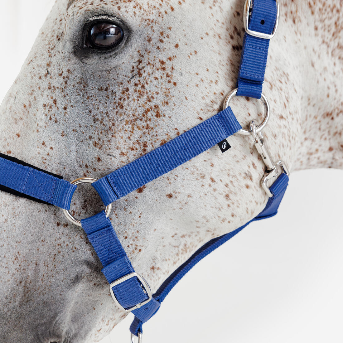 Cabezada de equitación de caballeriza para caballo azul cometa Nobuk - Image 2