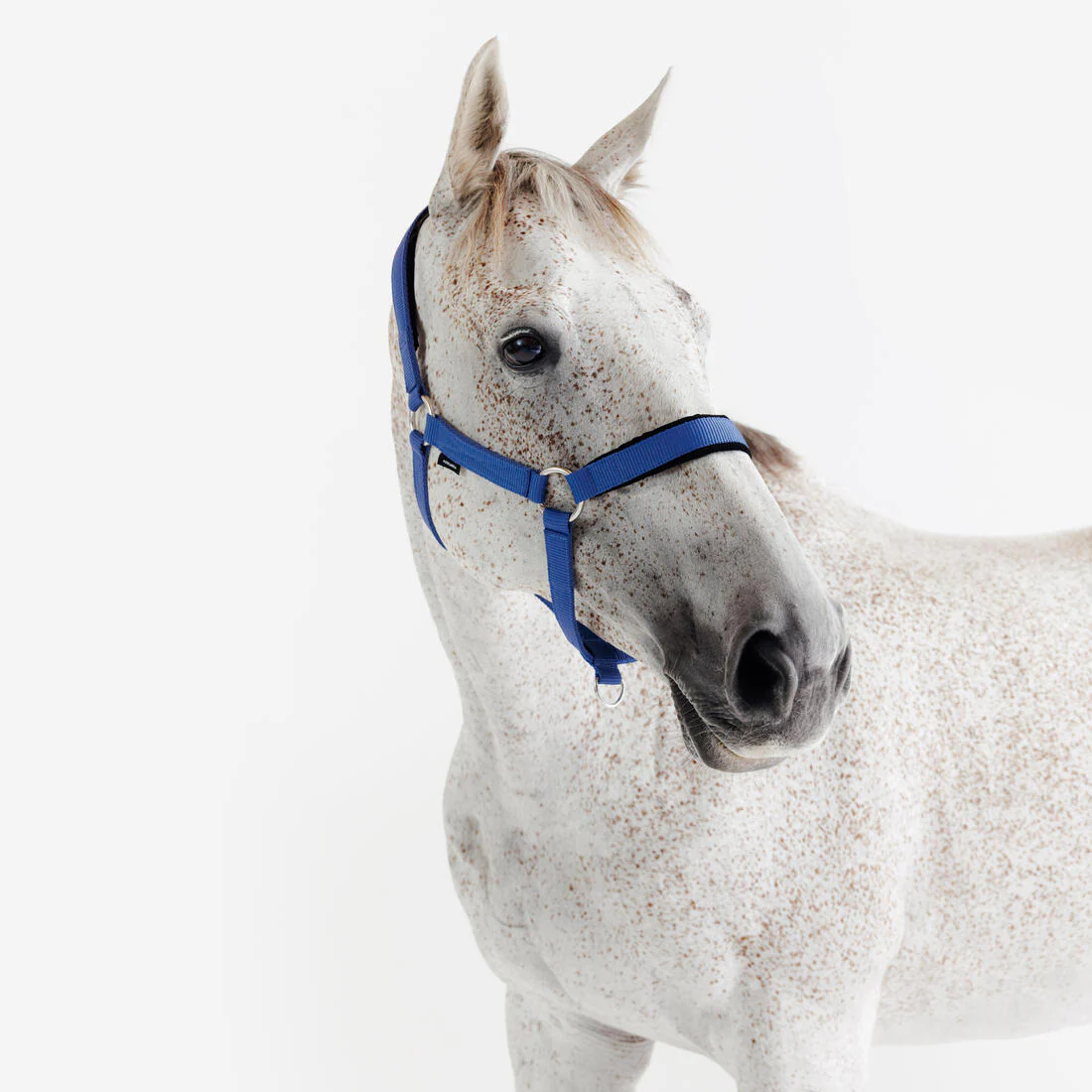 Cabezada de equitación de caballeriza para caballo azul cometa Nobuk - Image 3