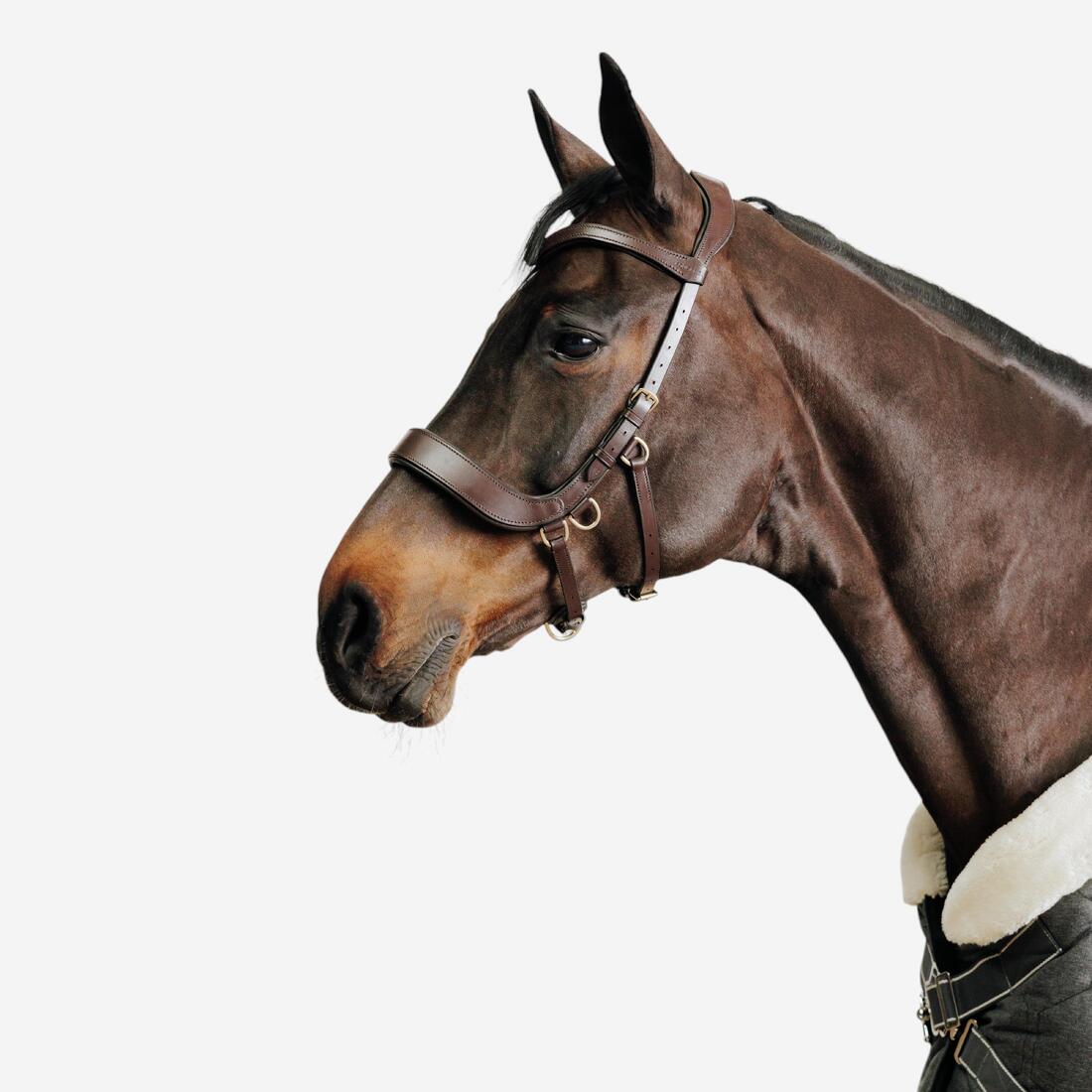 Cabezada de equitación sin bocado café para caballo y poni