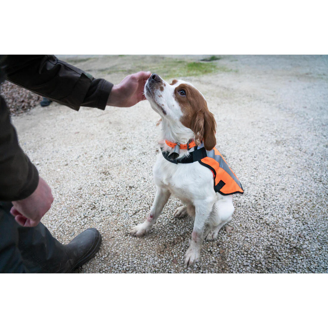 Chaleco de caza naranja para perro Solognac 100 - Image 14