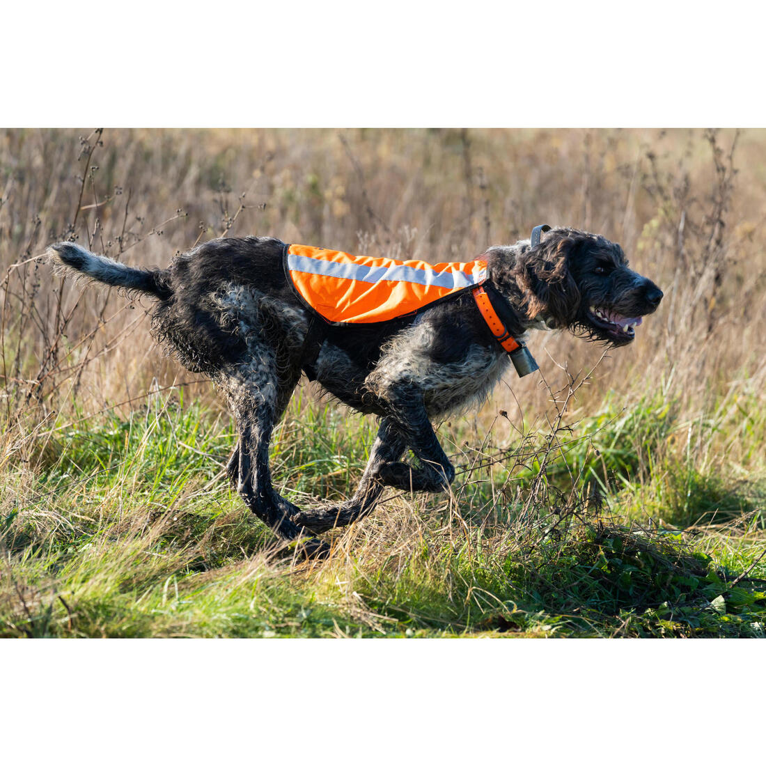 Chaleco de caza naranja para perro Solognac 100 - Image 15
