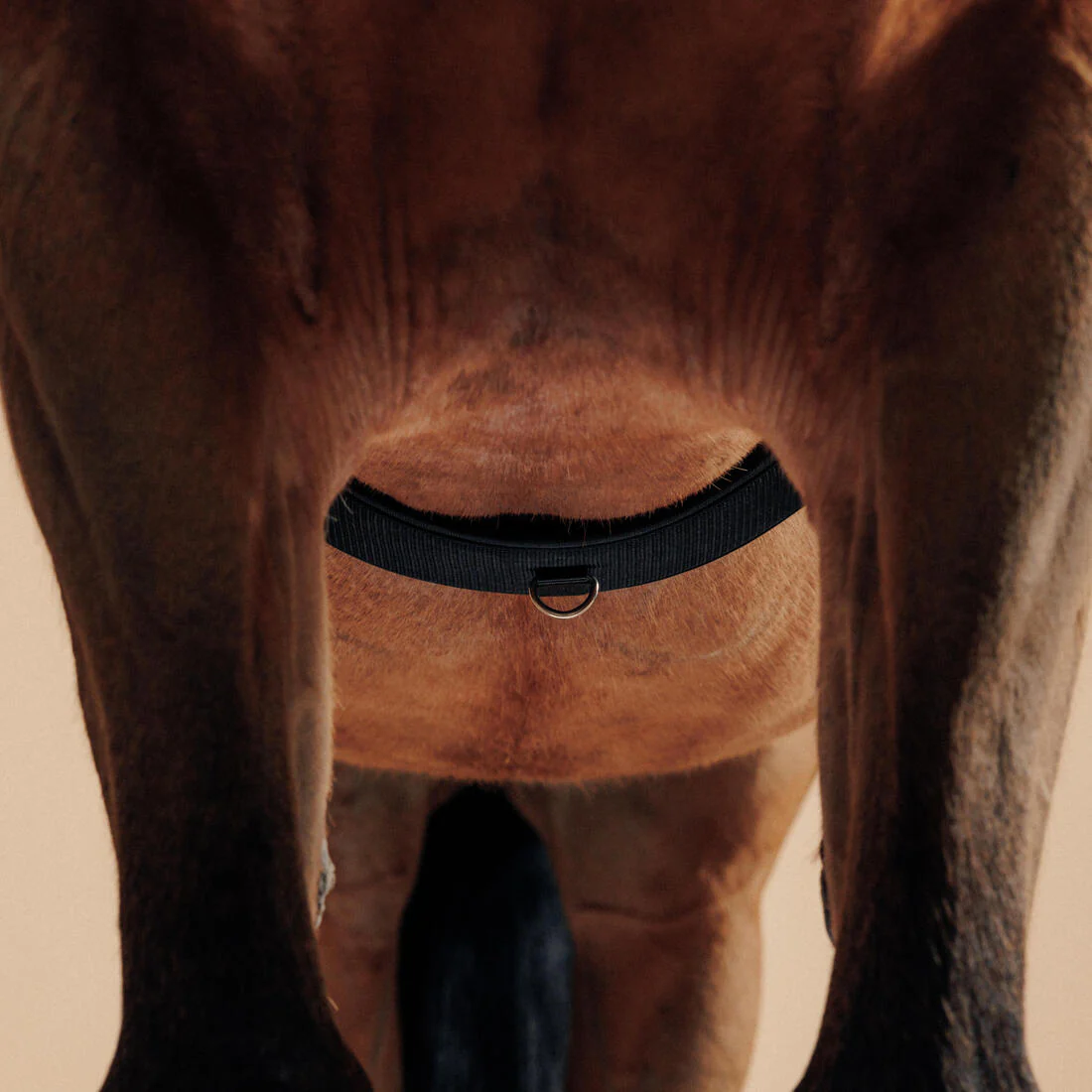 Cincho elástico de equitación negro para poni y caballo - Image 4
