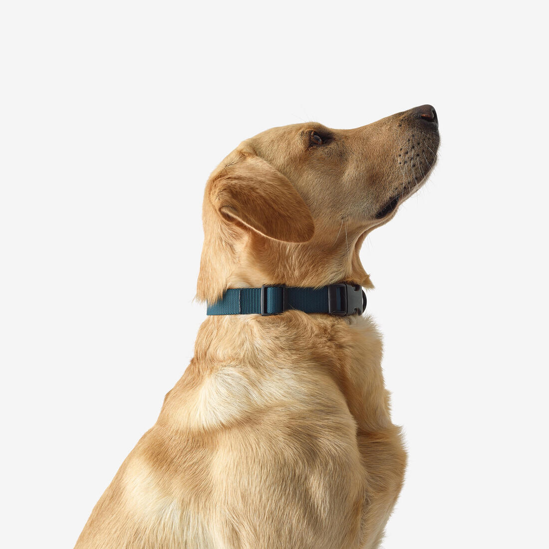 Collar para perro Solognac 100 - Image 3