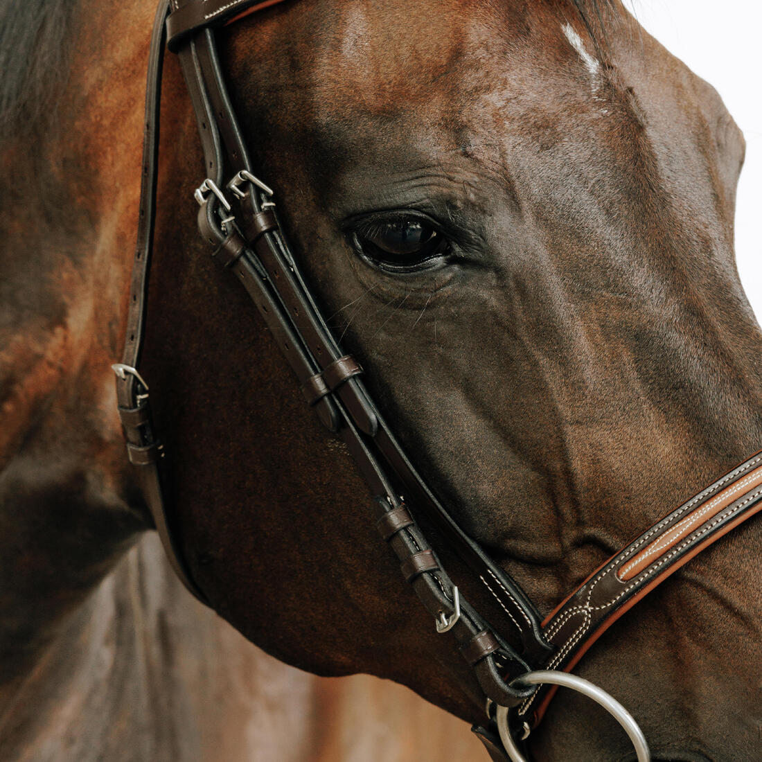 Serratón de equitación de piel café para caballo/poni 580 Schooling - Image 3