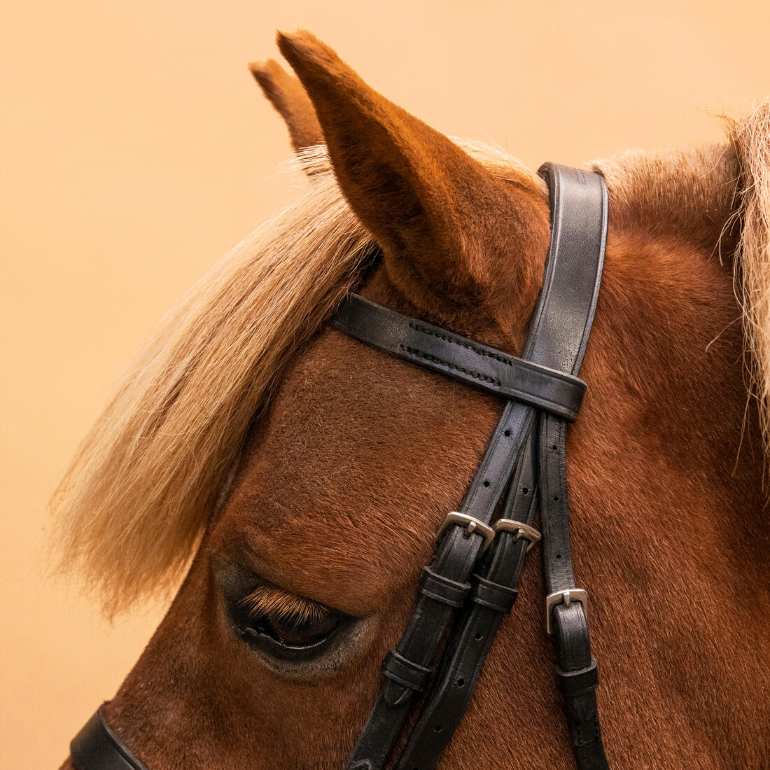 Serratón y riendas de equitación de piel negra para caballo/poni 100 - Image 11