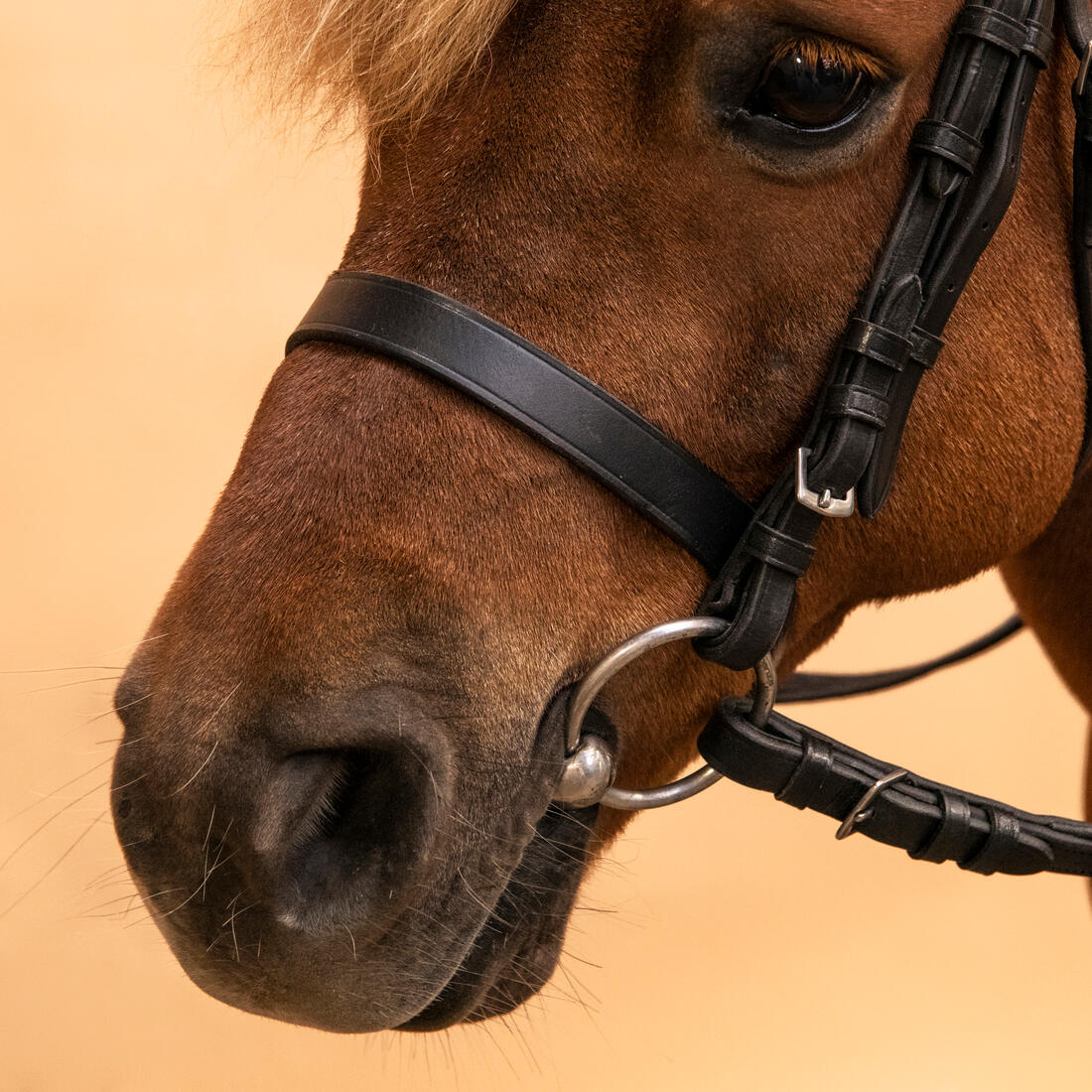 Serratón y riendas de equitación de piel negra para caballo/poni 100 - Image 13