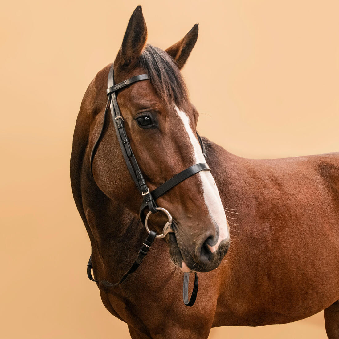 Serratón y riendas de equitación de piel negra para caballo/poni 100 - Image 3